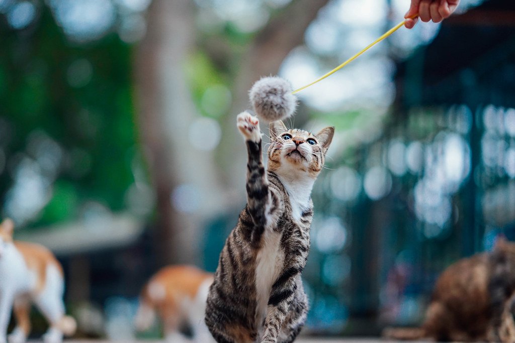 Ảnh thực tế từ sony fe 85mm f1.4 gm tiêu cự 85mm f/1.4 1/100 ISO 500